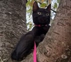 Soisy sous Montmorency - Val-d'Oise — CHATAIGNE, à adopter