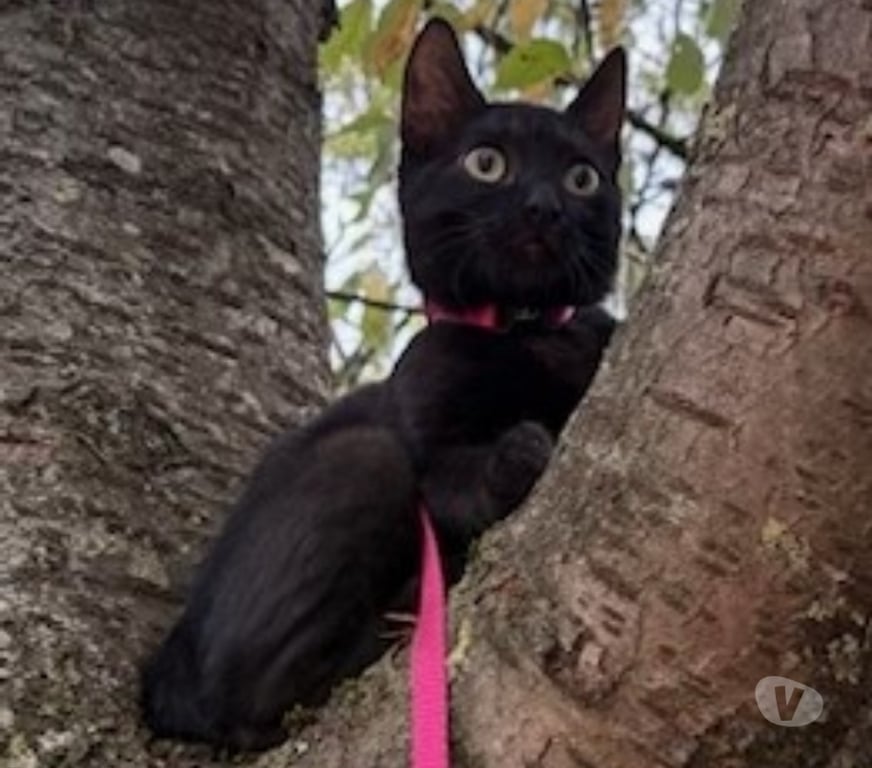 Don animaux Val-d'Oise Soisy sous Montmorency - 95230 - Photos Vivastreet CHATAIGNE, à adopter