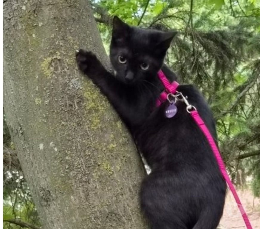 Don animaux Val-d'Oise Soisy sous Montmorency - 95230 - Photos Vivastreet CHATAIGNE, à adopter
