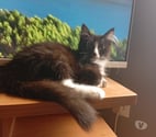Ussel d'Allier - Allier — Chatons norvégien non lof
