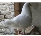 Bagneaux sur Loing - Seine-et-Marne — Pigeons de chair