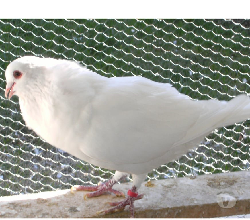Vente Seine-et-Marne Bagneaux sur Loing - 77167 - Photos Vivastreet Pigeons de chair