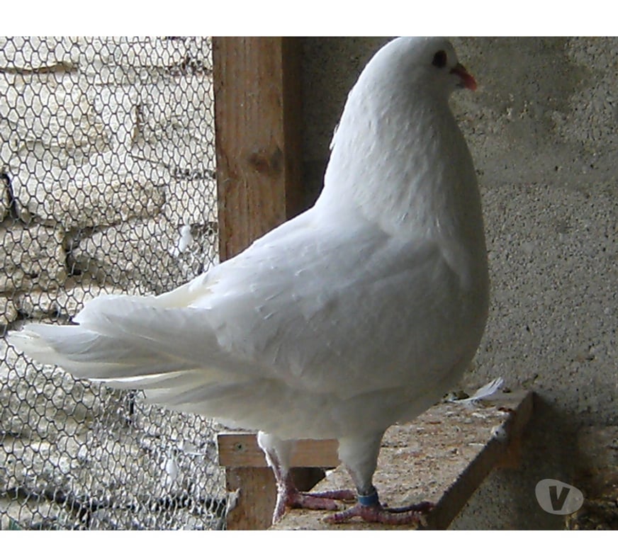 Vente Seine-et-Marne Bagneaux sur Loing - 77167 - Photos Vivastreet Pigeons de chair