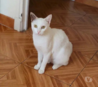 Villalbe - Carcassonne — Bianca chatte blanche 1 an cherche famille