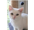 Bianca chatte blanche 1 an cherche famille