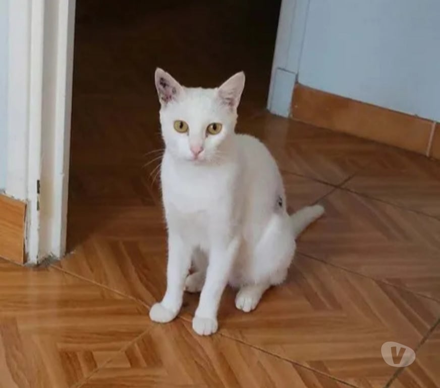 Don animaux Aude Carcassonne - Photos Vivastreet Bianca chatte blanche 1 an cherche famille