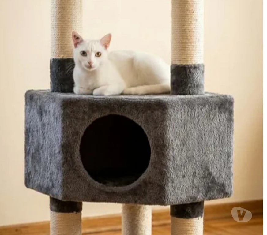 Don animaux Aude Carcassonne - Photos Vivastreet Bianca chatte blanche 1 an cherche famille