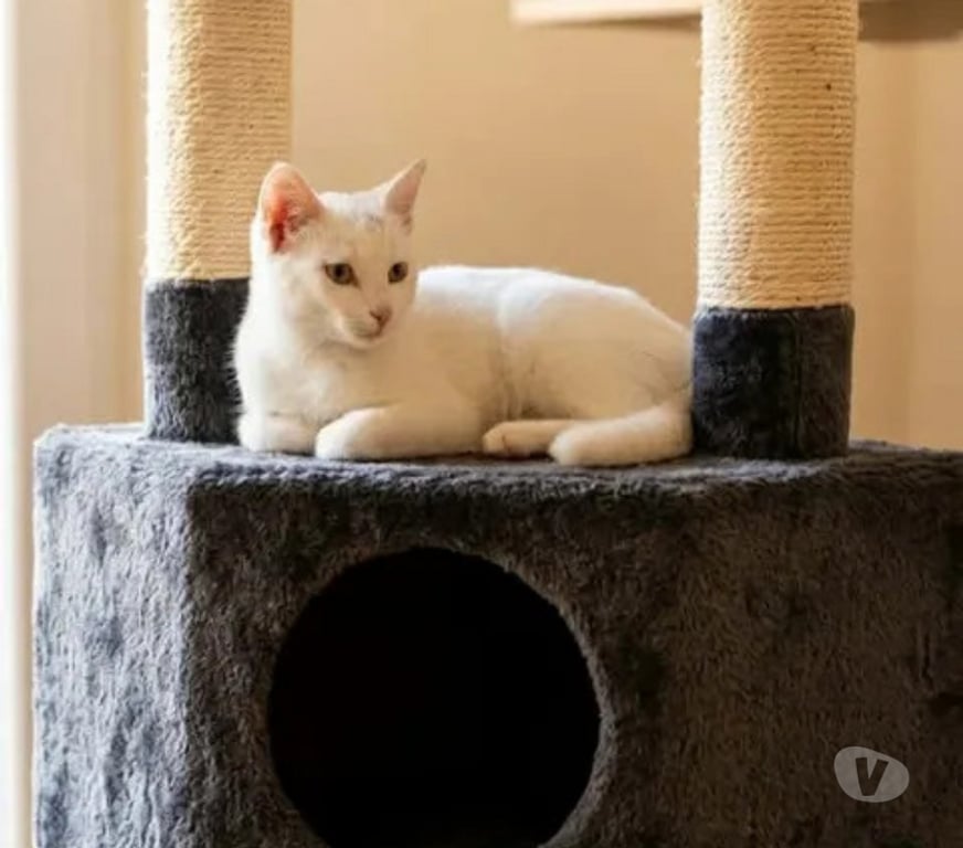 Don animaux Aude Carcassonne - Photos Vivastreet Bianca chatte blanche 1 an cherche famille