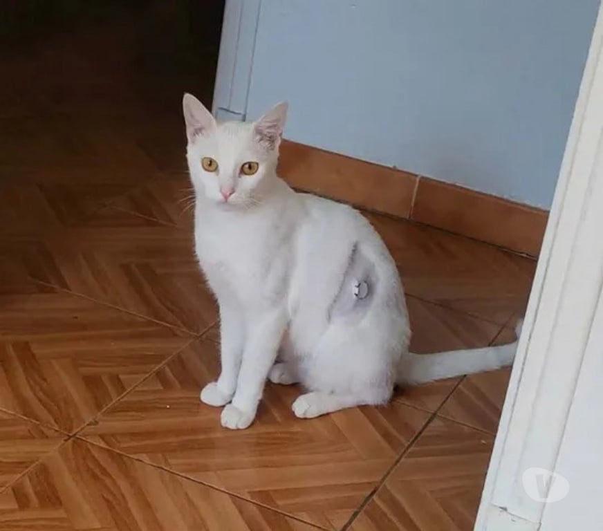 Don animaux Aude Carcassonne - Photos Vivastreet Bianca chatte blanche 1 an cherche famille