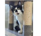 Clairette chatte 1 an tres sympa cherche famille
