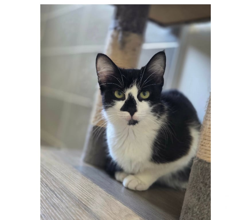 Don animaux Aude Carcassonne - Photos Vivastreet Clairette chatte 1 an tres sympa cherche famille