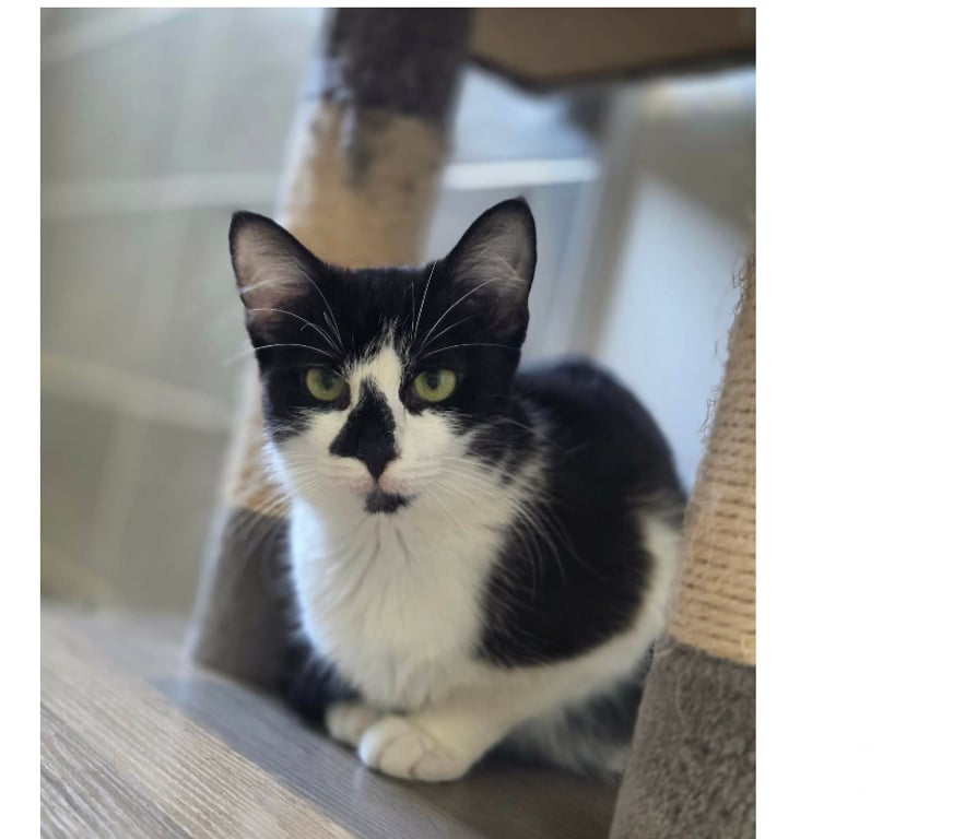 Don animaux Aude Carcassonne - Photos Vivastreet Clairette chatte 1 an tres sympa cherche famille