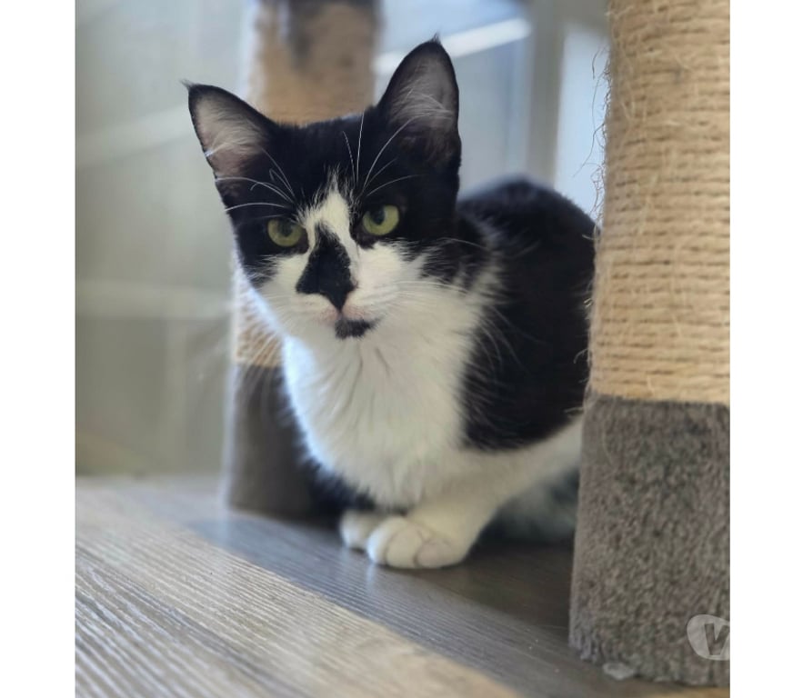Don animaux Aude Carcassonne - Photos Vivastreet Clairette chatte 1 an tres sympa cherche famille