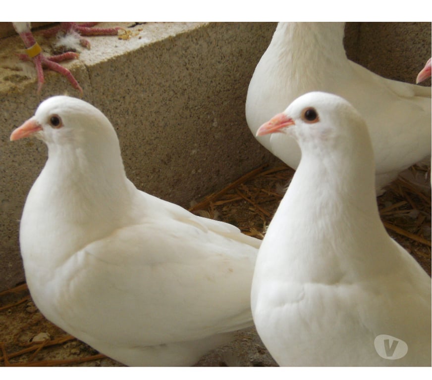 Vente Seine-et-Marne Bagneaux sur Loing - 77167 - Photos Vivastreet Pigeons reproducteurs hubbell blanc