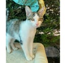 Villalbe - Carcassonne — Jimmy chaton 4 mois adorable cherche adoptants