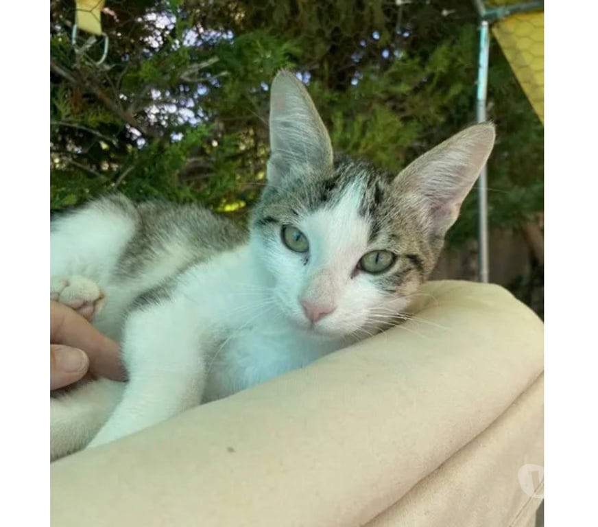 Don animaux Aude Carcassonne - Photos Vivastreet Jimmy chaton 4 mois adorable cherche adoptants