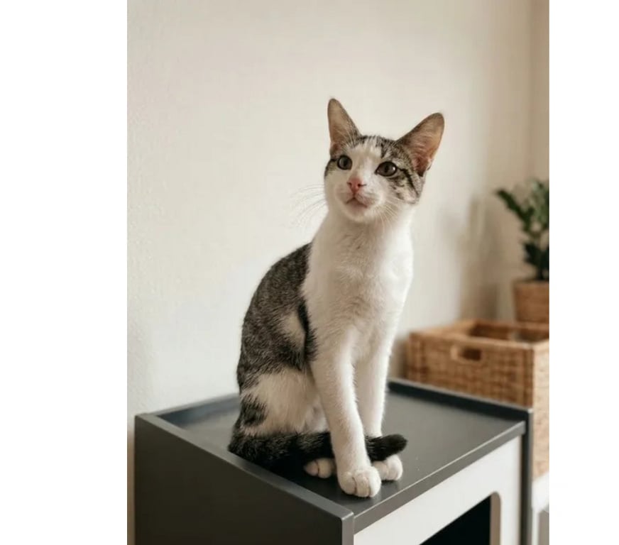 Don animaux Aude Carcassonne - Photos Vivastreet Jimmy chaton 4 mois adorable cherche adoptants