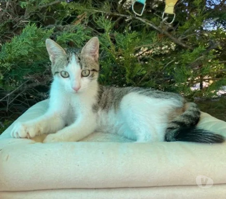 Don animaux Aude Carcassonne - Photos Vivastreet Jimmy chaton 4 mois adorable cherche adoptants