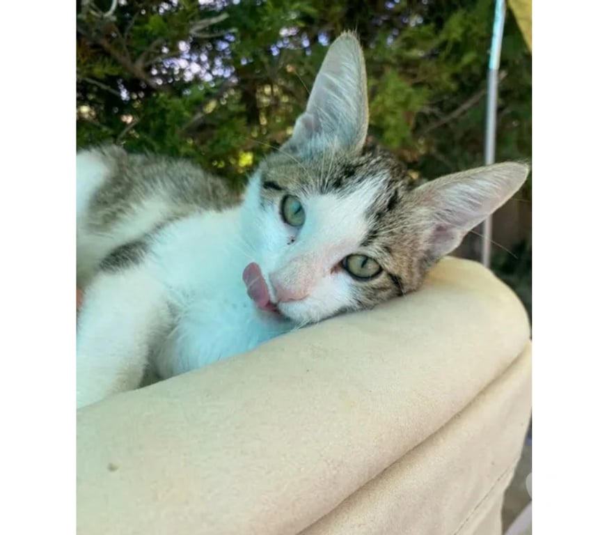 Don animaux Aude Carcassonne - Photos Vivastreet Jimmy chaton 4 mois adorable cherche adoptants
