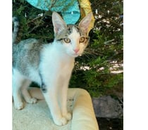 Photos Vivastreet Jimmy chaton 4 mois adorable cherche adoptants