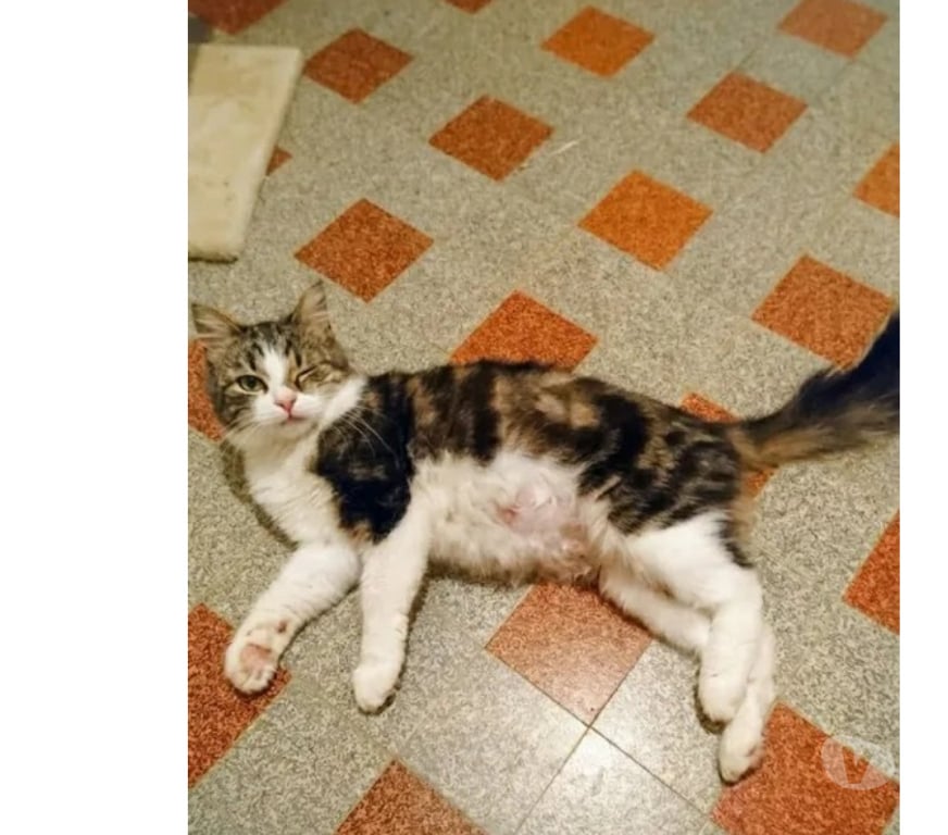 Don animaux Aude Carcassonne - Photos Vivastreet Diva chatte adorable 1 an cherche famille