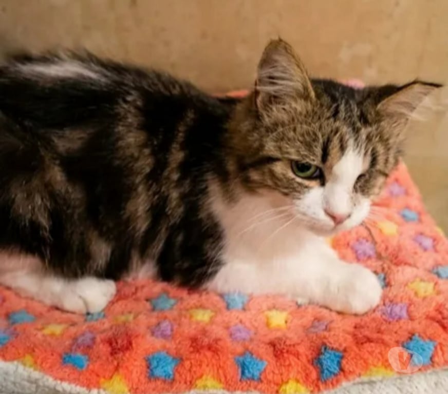 Don animaux Aude Carcassonne - Photos Vivastreet Diva chatte adorable 1 an cherche famille