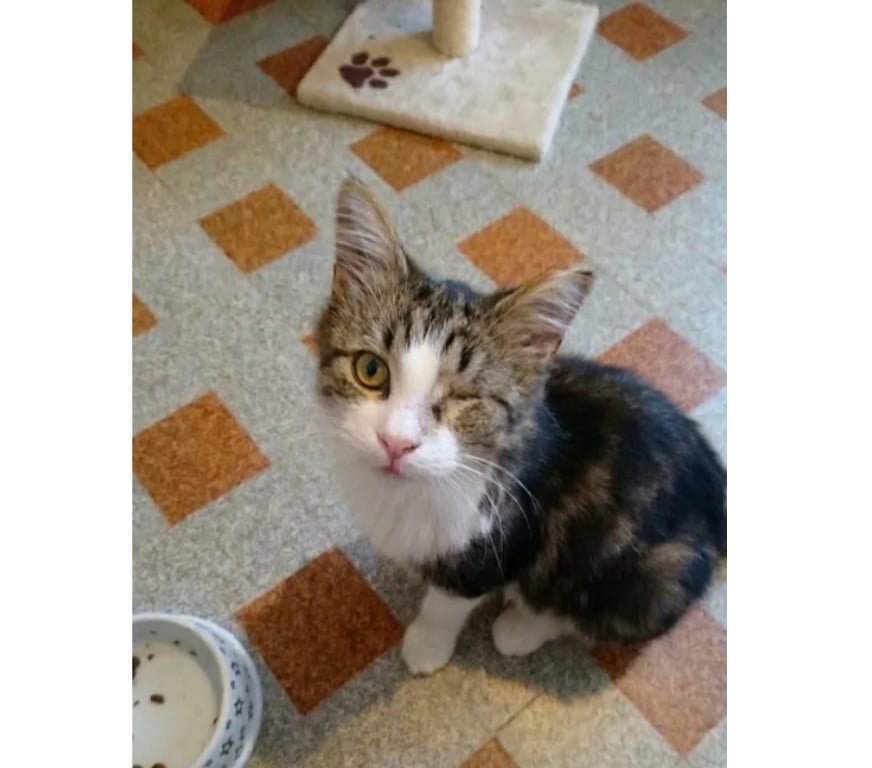 Don animaux Aude Carcassonne - Photos Vivastreet Diva chatte adorable 1 an cherche famille