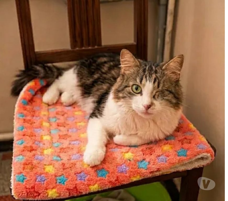 Don animaux Aude Carcassonne - Photos Vivastreet Diva chatte adorable 1 an cherche famille