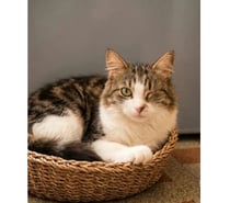 Photos Vivastreet Diva chatte adorable 1 an cherche famille