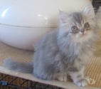 Javaugues - Haute-Loire — DISPONIBLE MAGNIFIQUE CHATON PERSAN MALE LOOF