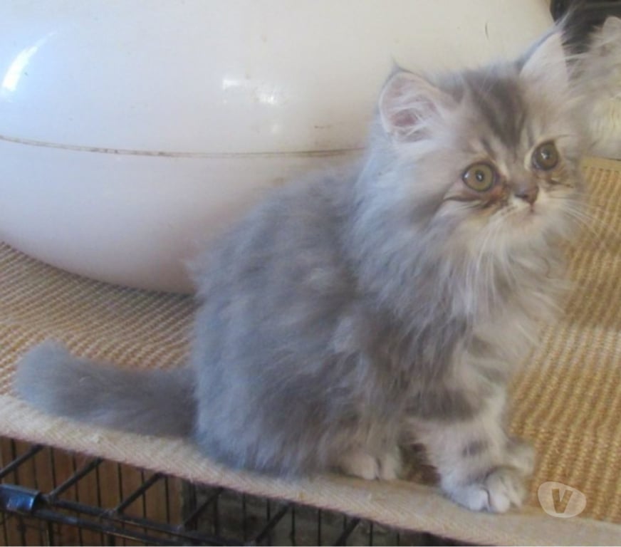Vente Haute-Loire Javaugues - 43100 - Photos Vivastreet DISPONIBLE MAGNIFIQUE CHATON PERSAN MALE LOOF