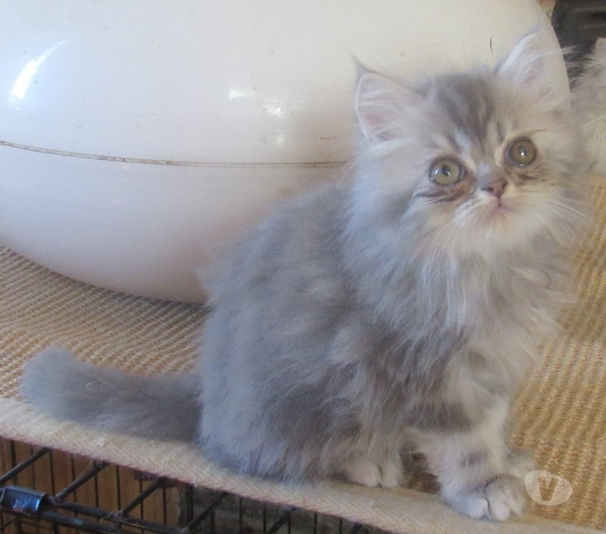 Vente Haute-Loire Javaugues - 43100 - Photos Vivastreet DISPONIBLE MAGNIFIQUE CHATON PERSAN MALE LOOF