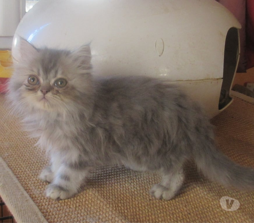 Vente Haute-Loire Javaugues - 43100 - Photos Vivastreet DISPONIBLE MAGNIFIQUE CHATON PERSAN MALE LOOF