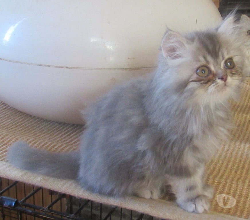 Vente Haute-Loire Javaugues - 43100 - Photos Vivastreet DISPONIBLE MAGNIFIQUE CHATON PERSAN MALE LOOF