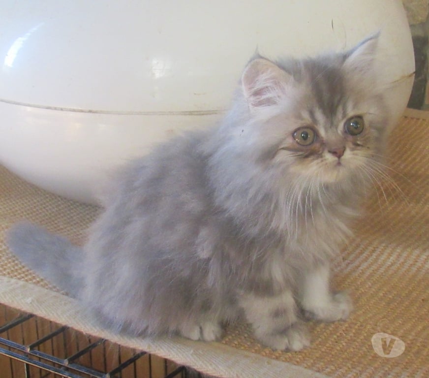 Vente Haute-Loire Javaugues - 43100 - Photos Vivastreet DISPONIBLE MAGNIFIQUE CHATON PERSAN MALE LOOF