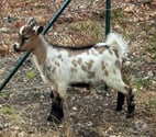 Monestier - Dordogne — Chèvre naine male pour agrément