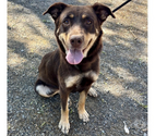 Beziers - Hérault — BRIELA, chienne type berger australien, 3 ans non lof
