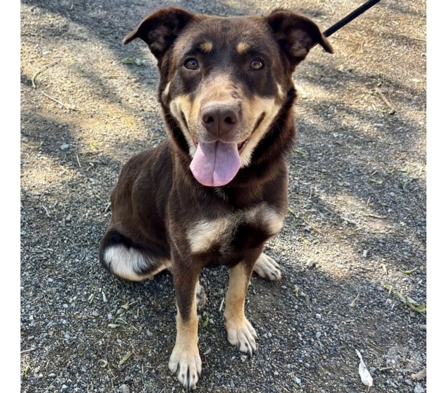 Don animaux Hérault Beziers - 34500 - Photos Vivastreet BRIELA, chienne type berger australien, 3 ans non lof