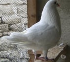 Bagneaux sur Loing - Seine-et-Marne — Pigeons de chair
