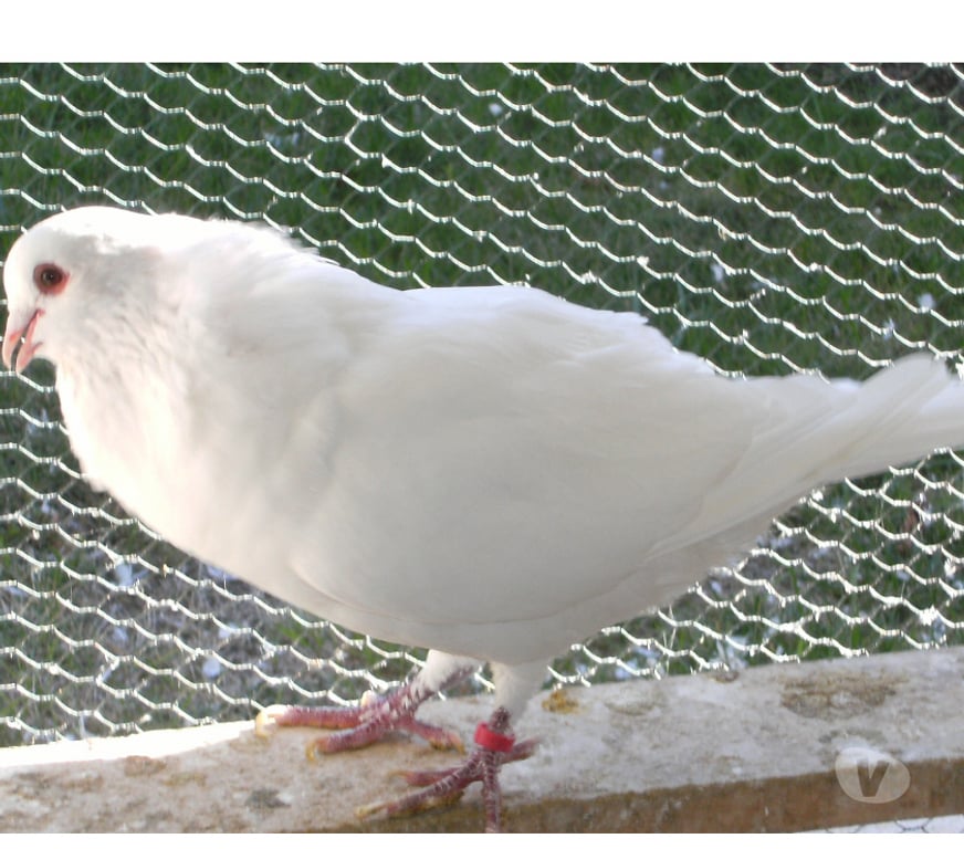 Vente Seine-et-Marne Bagneaux sur Loing - 77167 - Photos Vivastreet Pigeons de chair