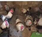 Loures Barousse - Hautes-Pyrénées — Coqs de race à vendre