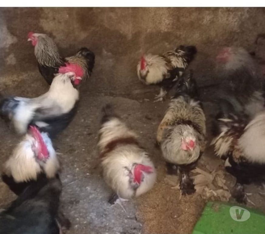 Vente Hautes-Pyrénées Loures Barousse - 65370 - Photos Vivastreet Coqs de race à vendre