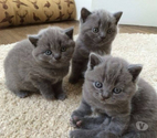 Germ - Hautes-Pyrénées — Chatonne British Shorthair disponible