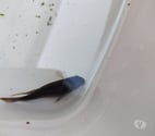 Romorantin Lanthenay - Loir-et-Cher — Donne pelmato male