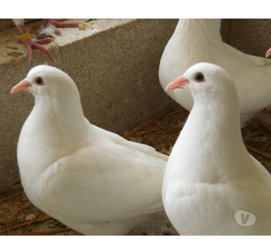 Vente Seine-et-Marne Bagneaux sur Loing - 77167 - Photos Vivastreet Pigeons reproducteurs hubbell blanc