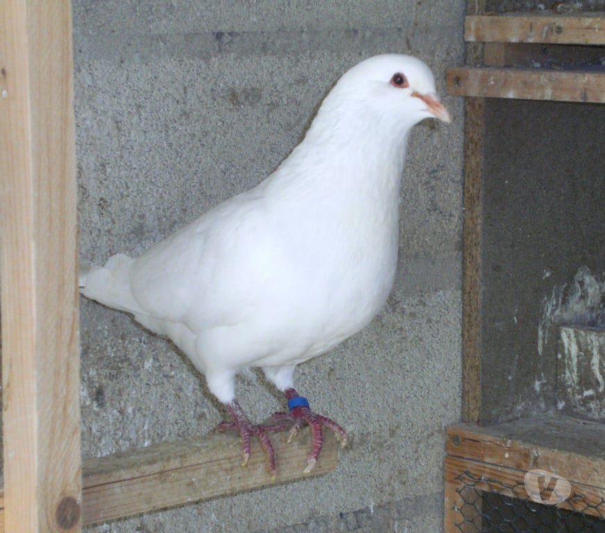Vente Seine-et-Marne Bagneaux sur Loing - 77167 - Photos Vivastreet Pigeons reproducteurs hubbell blanc