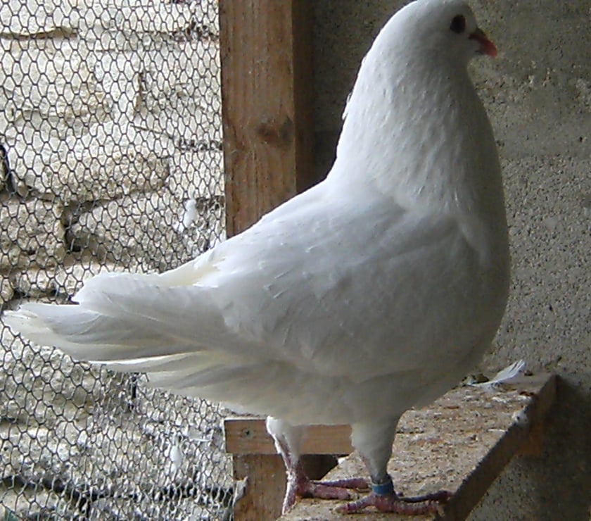 Bagneaux sur Loing - Seine-et-Marne — Pigeons de chair