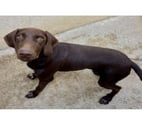 Beziers - Hérault — BONDUEL, chien type braque chocolat, 1 an non lof