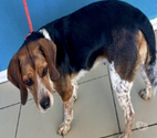 Beziers - Hérault — BRETAGNE, chienne type épagneule, 2 ans non lof