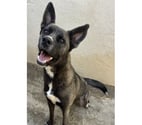 Beziers - Hérault — BAKLAVA, chienne type cane corso, 1 an non lof